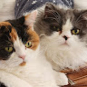 Meet your Posher, Alexandra